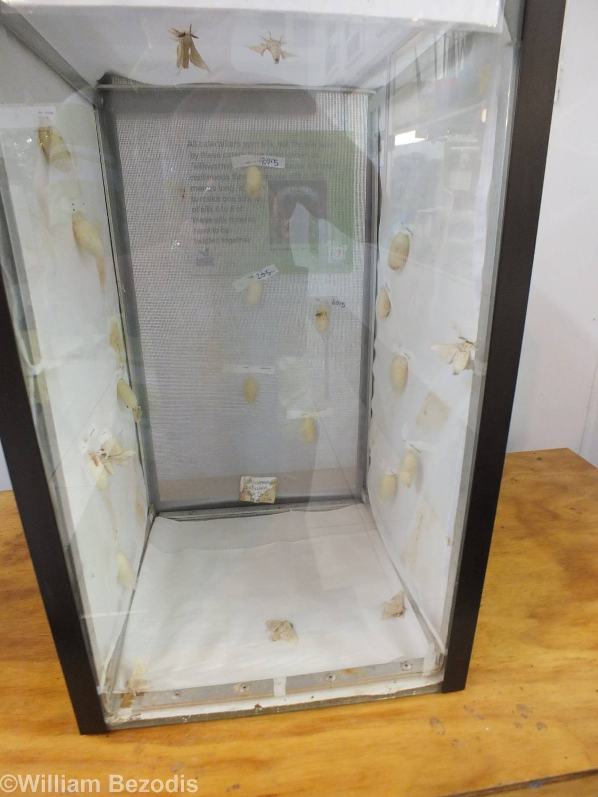 Silk Moths and Cocoons