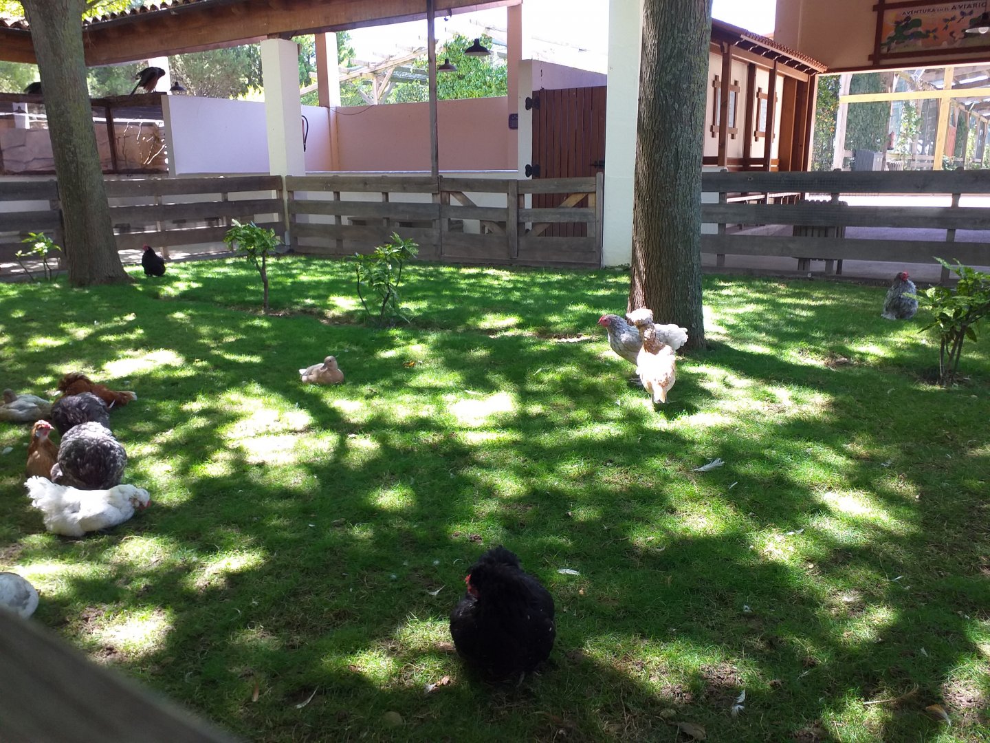 Silkie, Bantam and Polish chicken and Call duck exhibit -Sendaviva (2020)