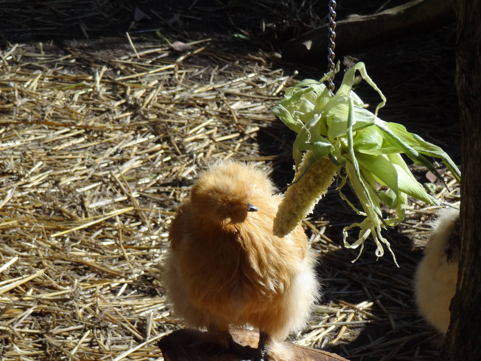 Silkie Bantam