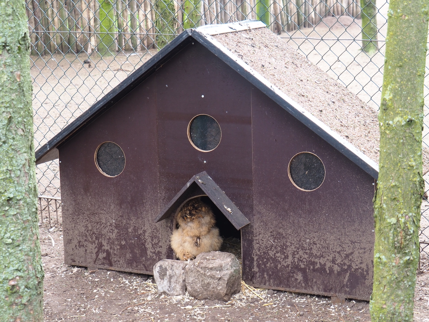 Silkie chicken coop, 2019-04-06