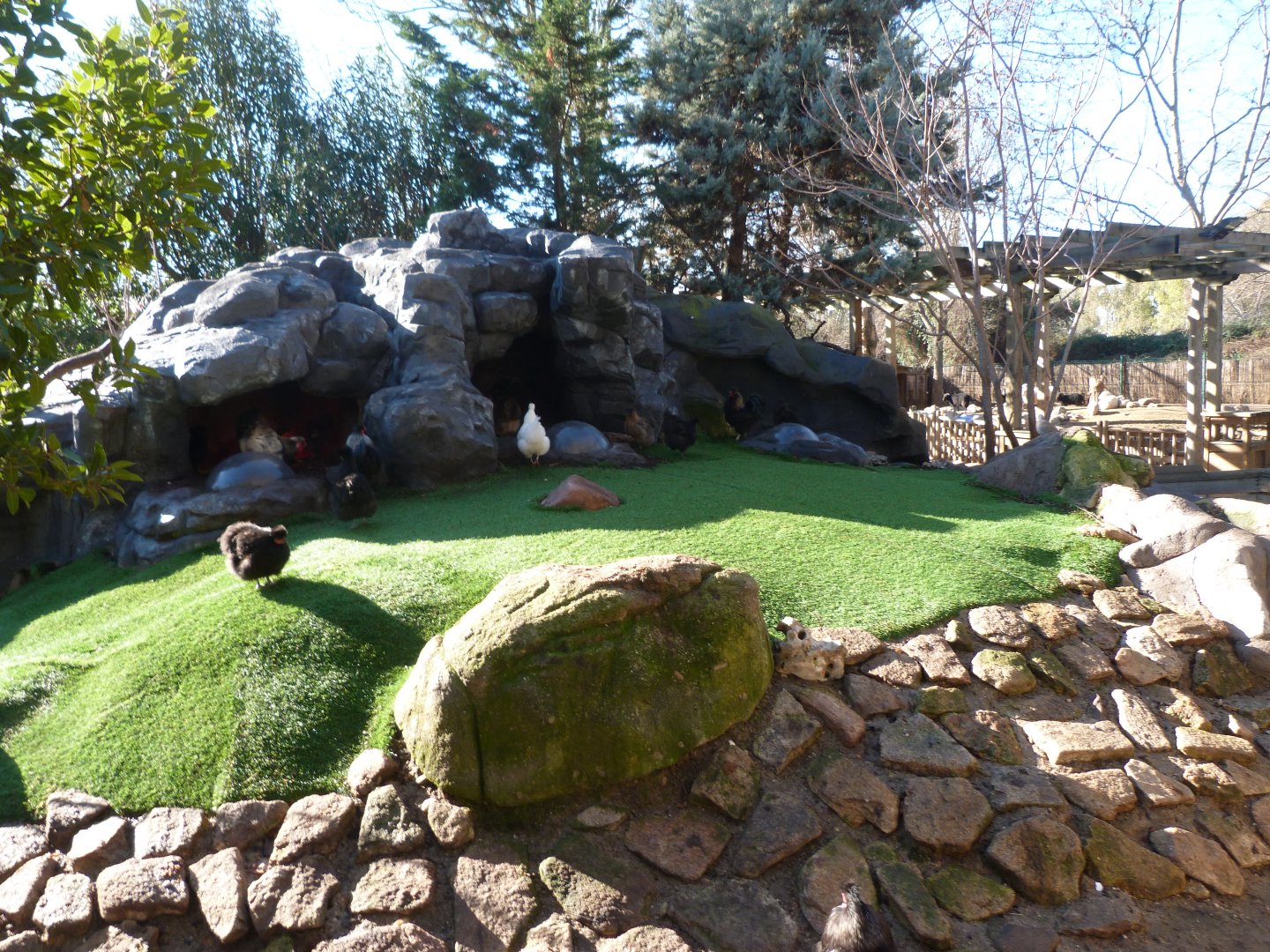 Silkie chicken exhibit -Faunia (2025)