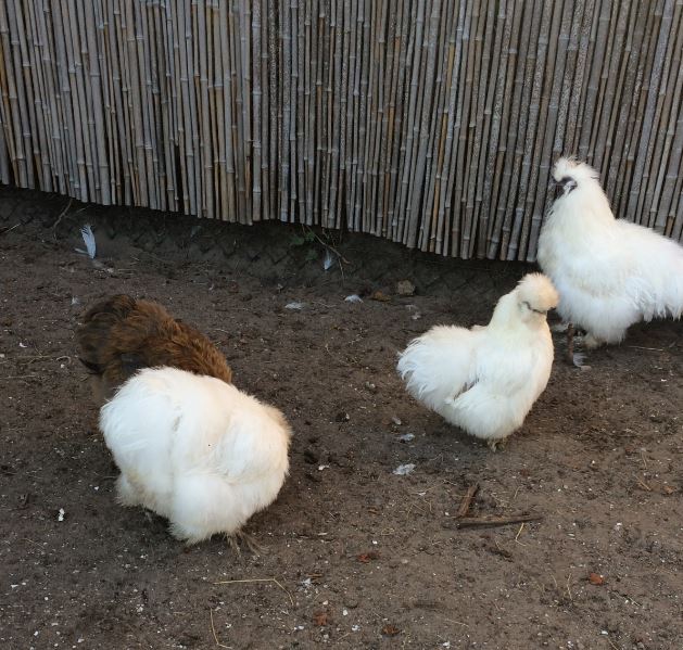 Silkie Chicken (Gallus gallus domesticus) 17-11-2018