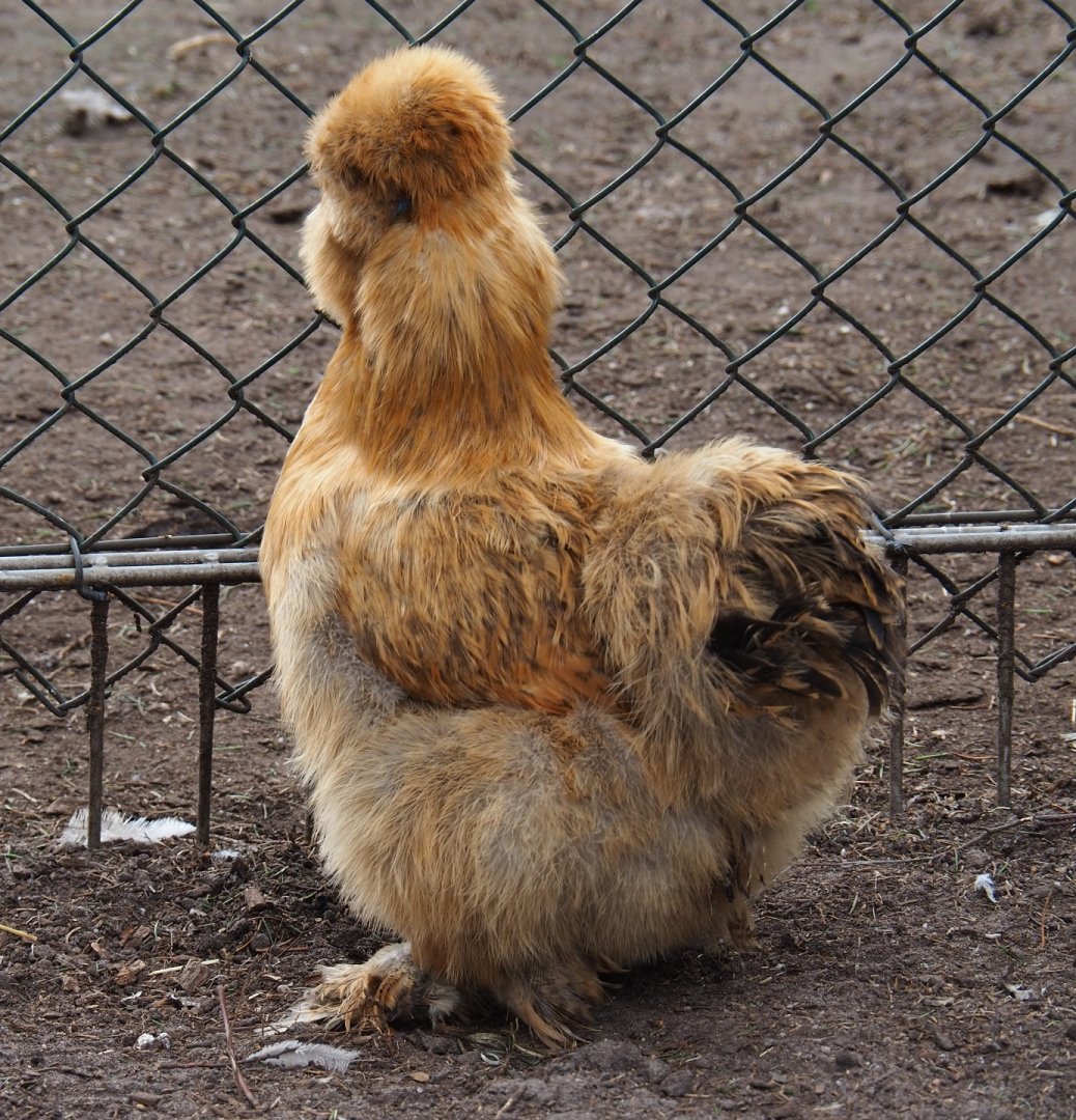 Silkie chicken (Gallus gallus domesticus), 2019-04-06