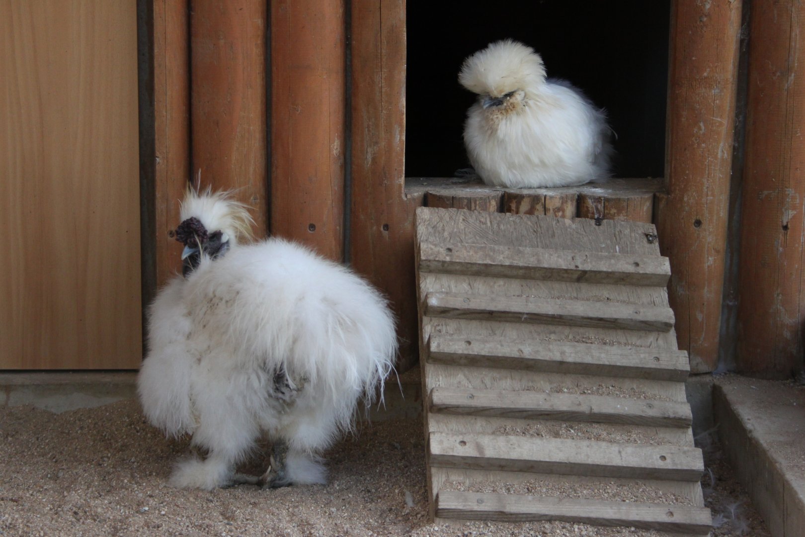 Silkie chicken pair