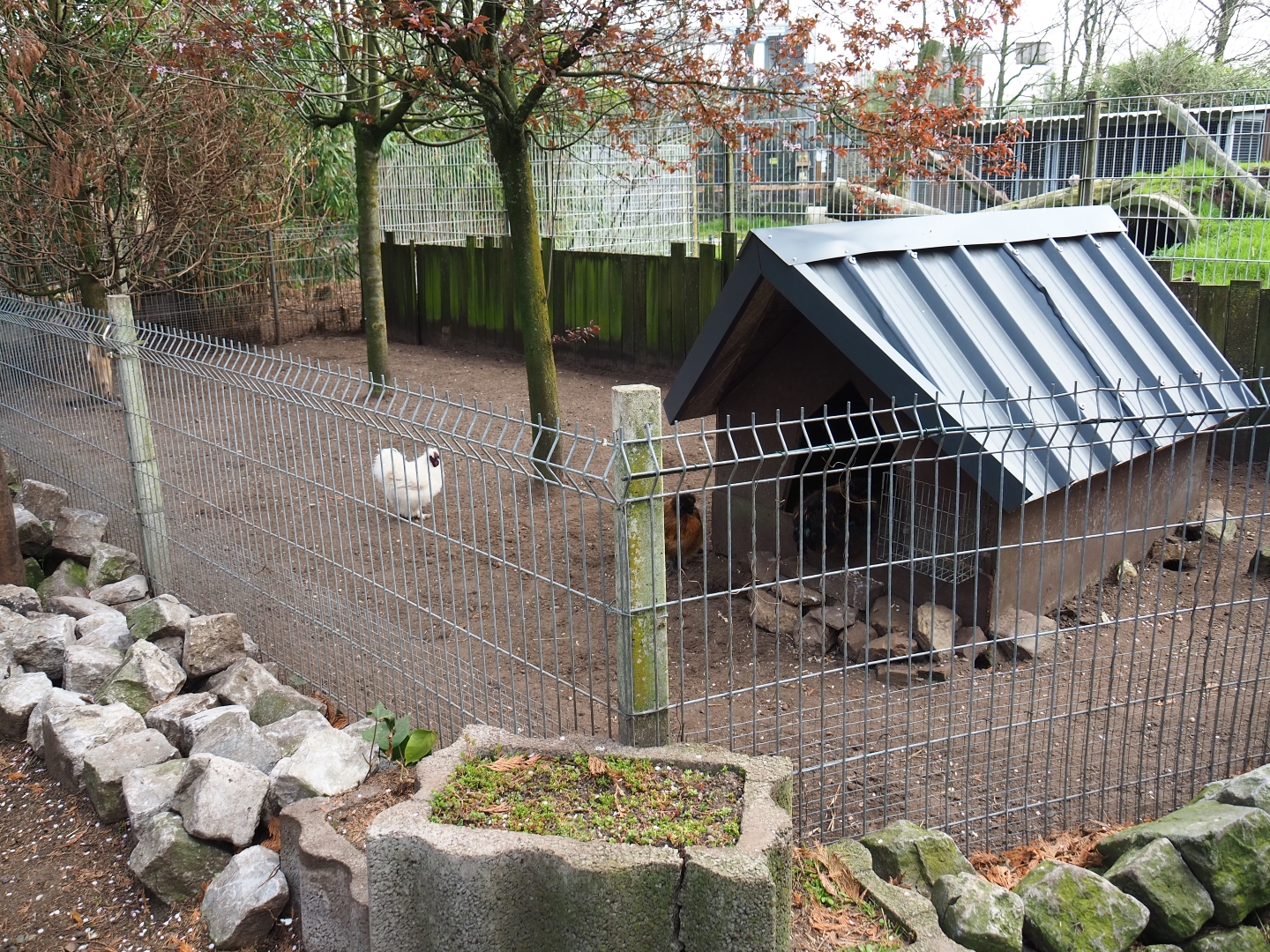 Silkie chicken pen, 2019-04-06