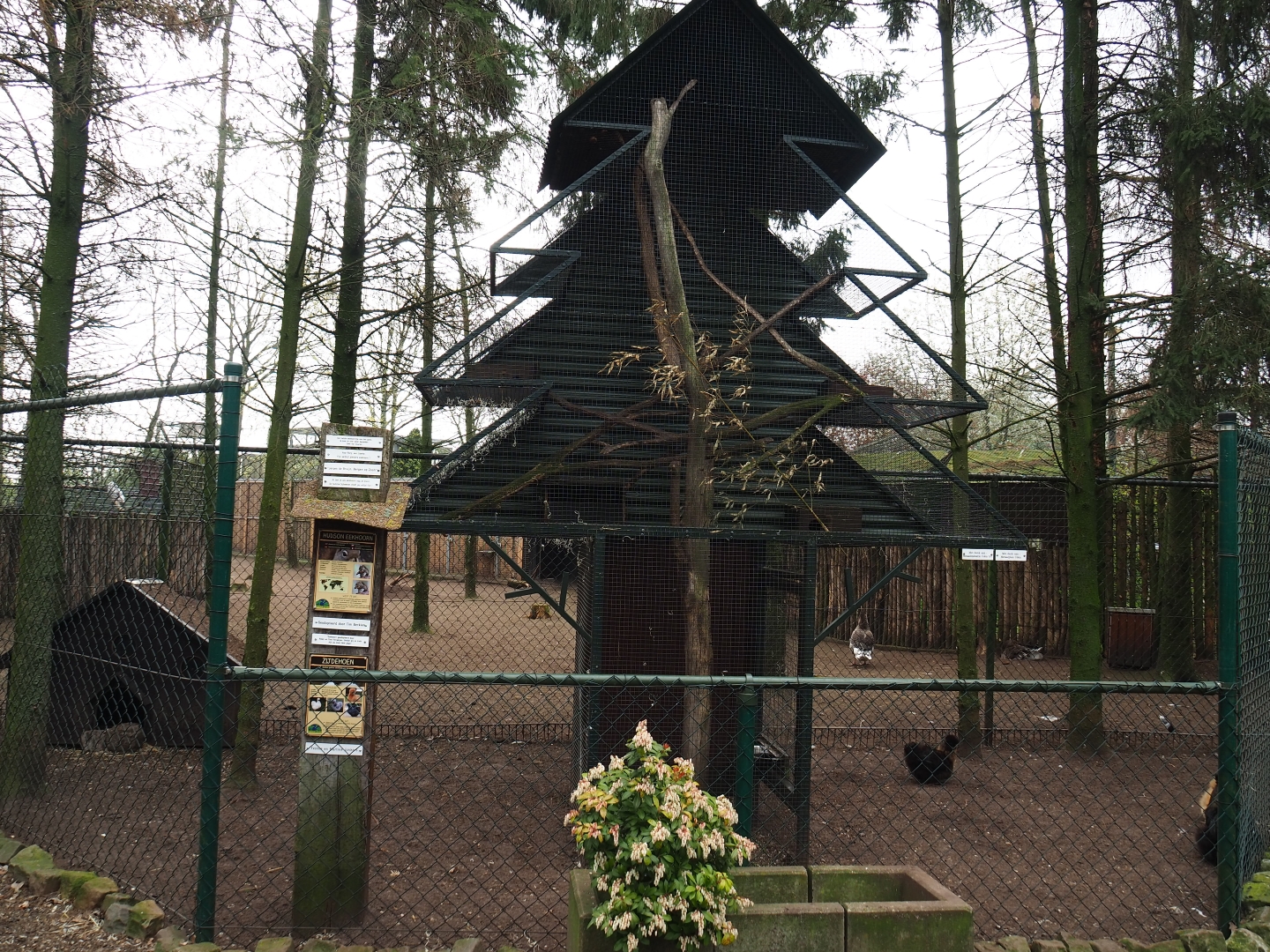 Silkie chicken pen and American red squirrel "Christmas tree" exhibit, 2019-04-06