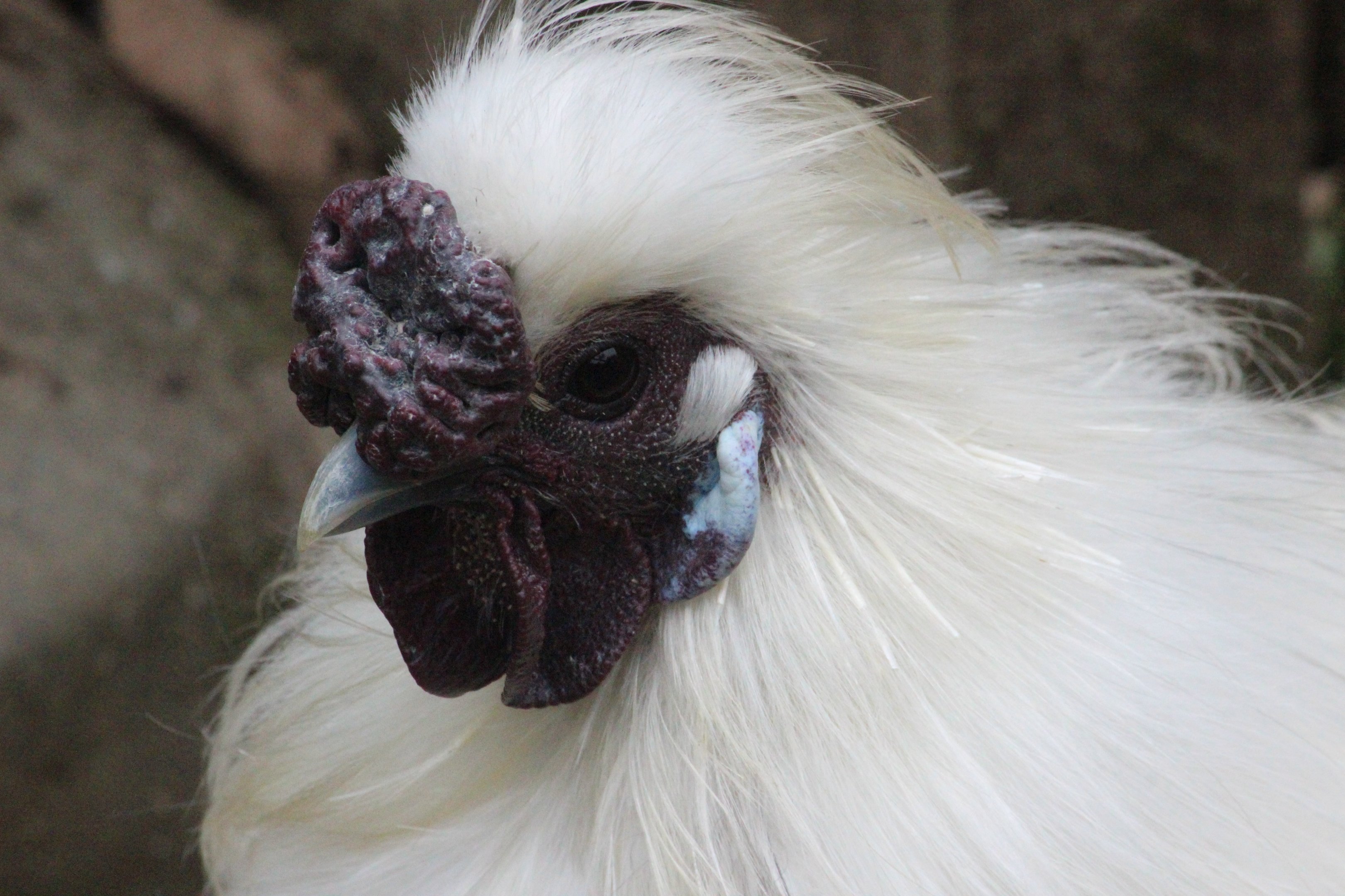 Silkie Chicken