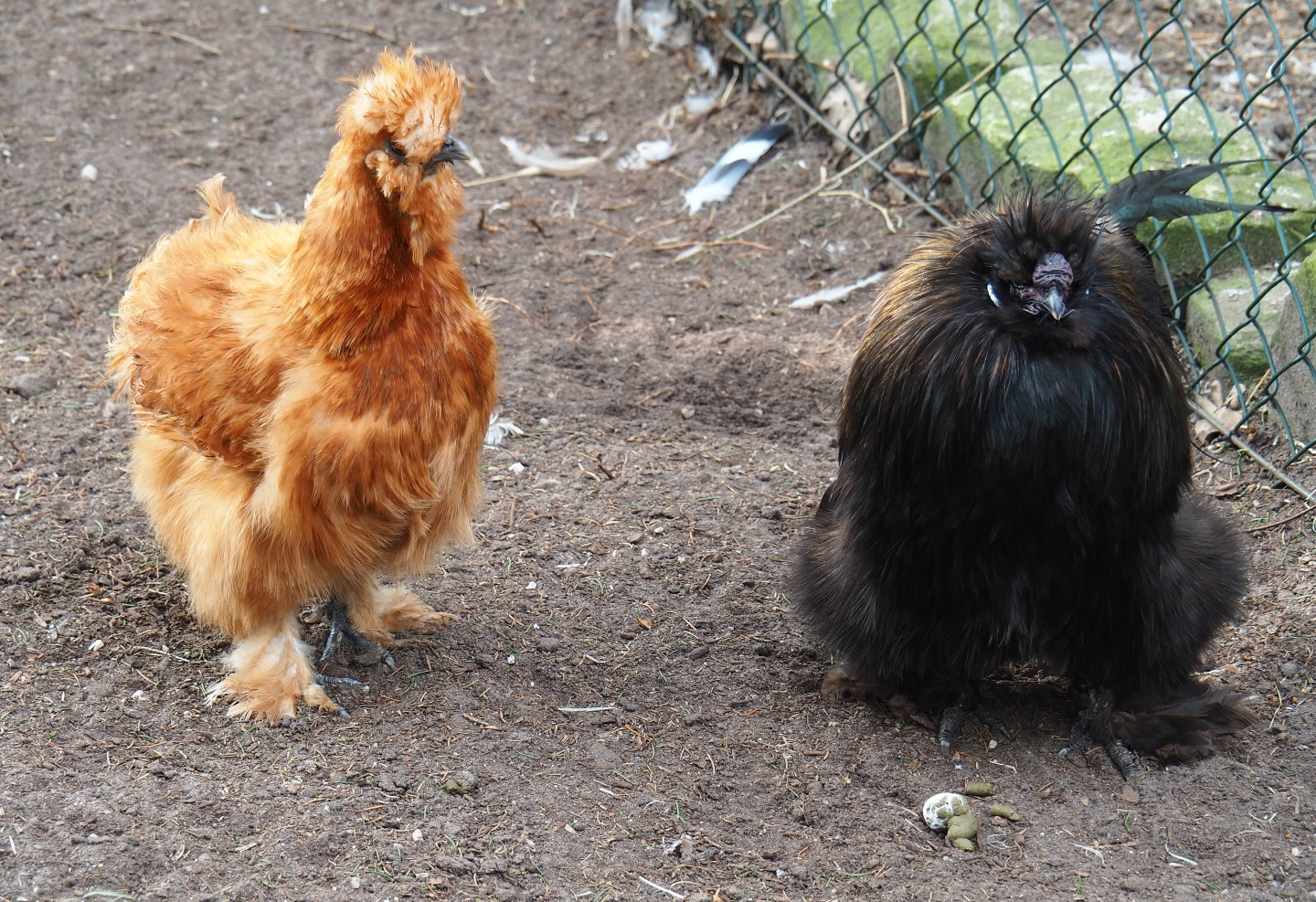 Silkie chickens (Gallus gallus domesticus), 2019-04-06