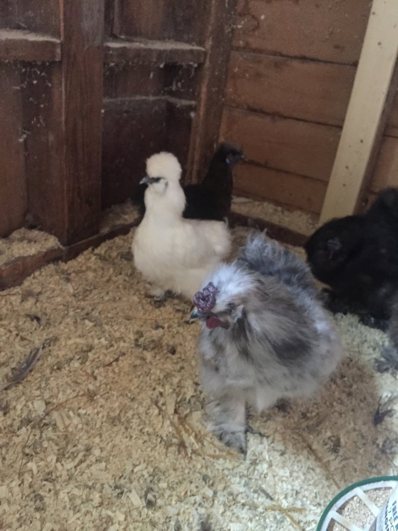 Silkie Chickens
