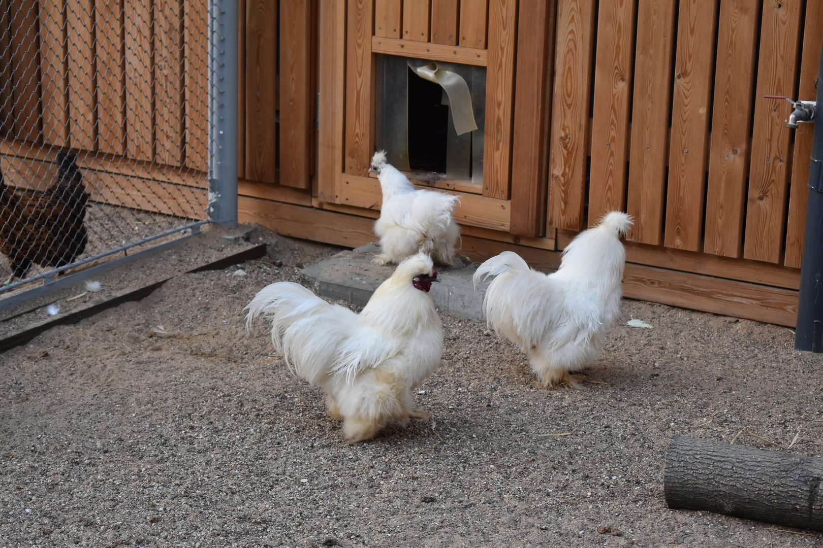Silkie chickens