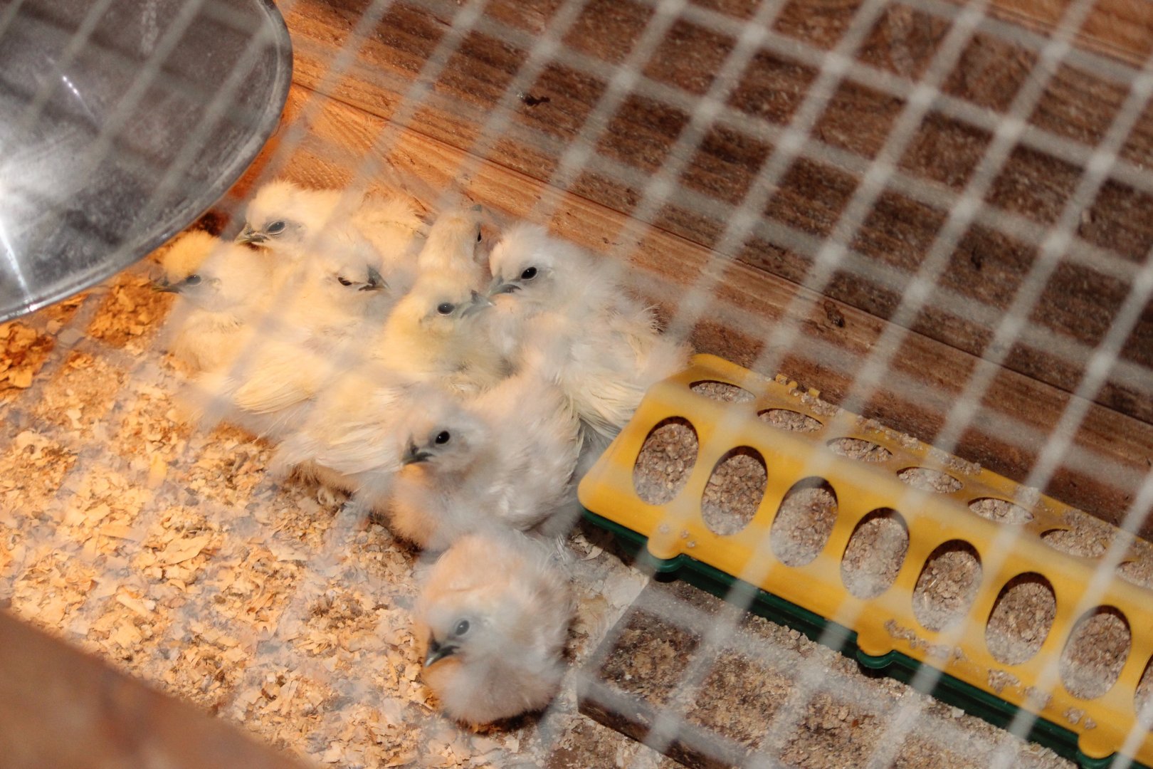 Silkie chicks