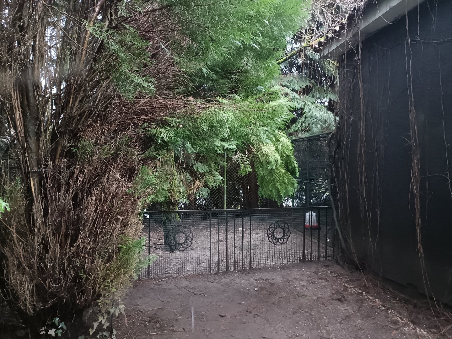 Silkie exhibit - Avifauna lugo