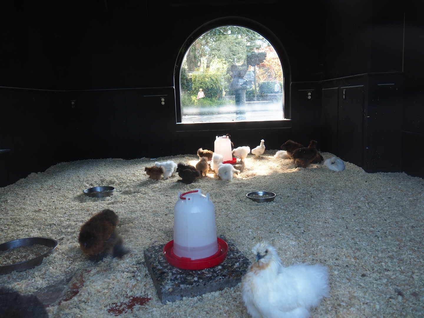 Silkie fowl indoor housing (Sep 2nd, 2018)