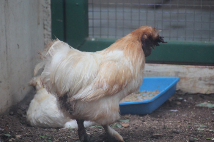 Silkie (Gallus domesticus)