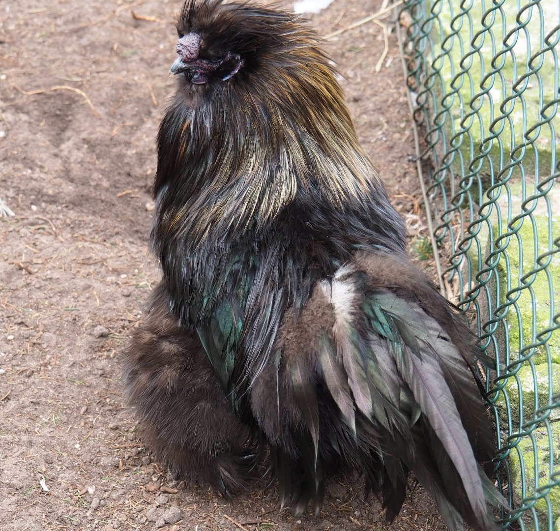 Silkie rooster (Gallus gallus domesticus), 2019-04-06