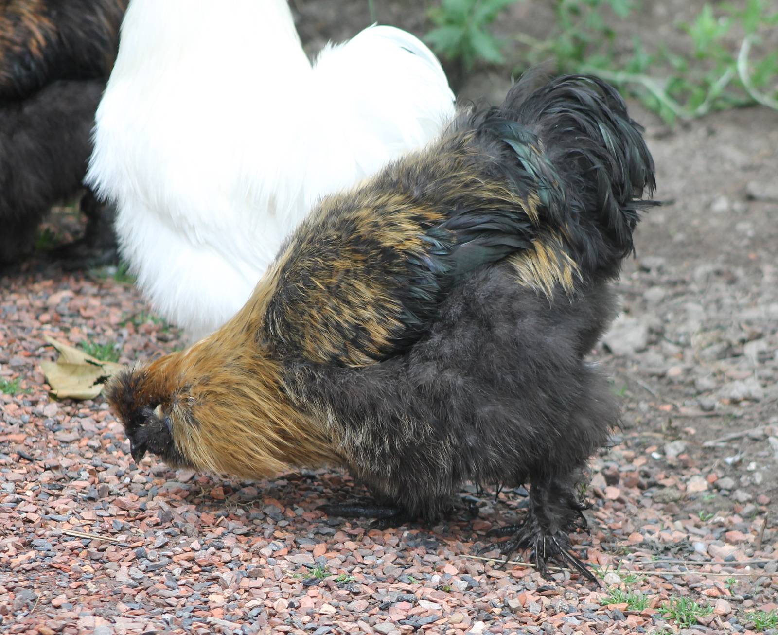 Silkie