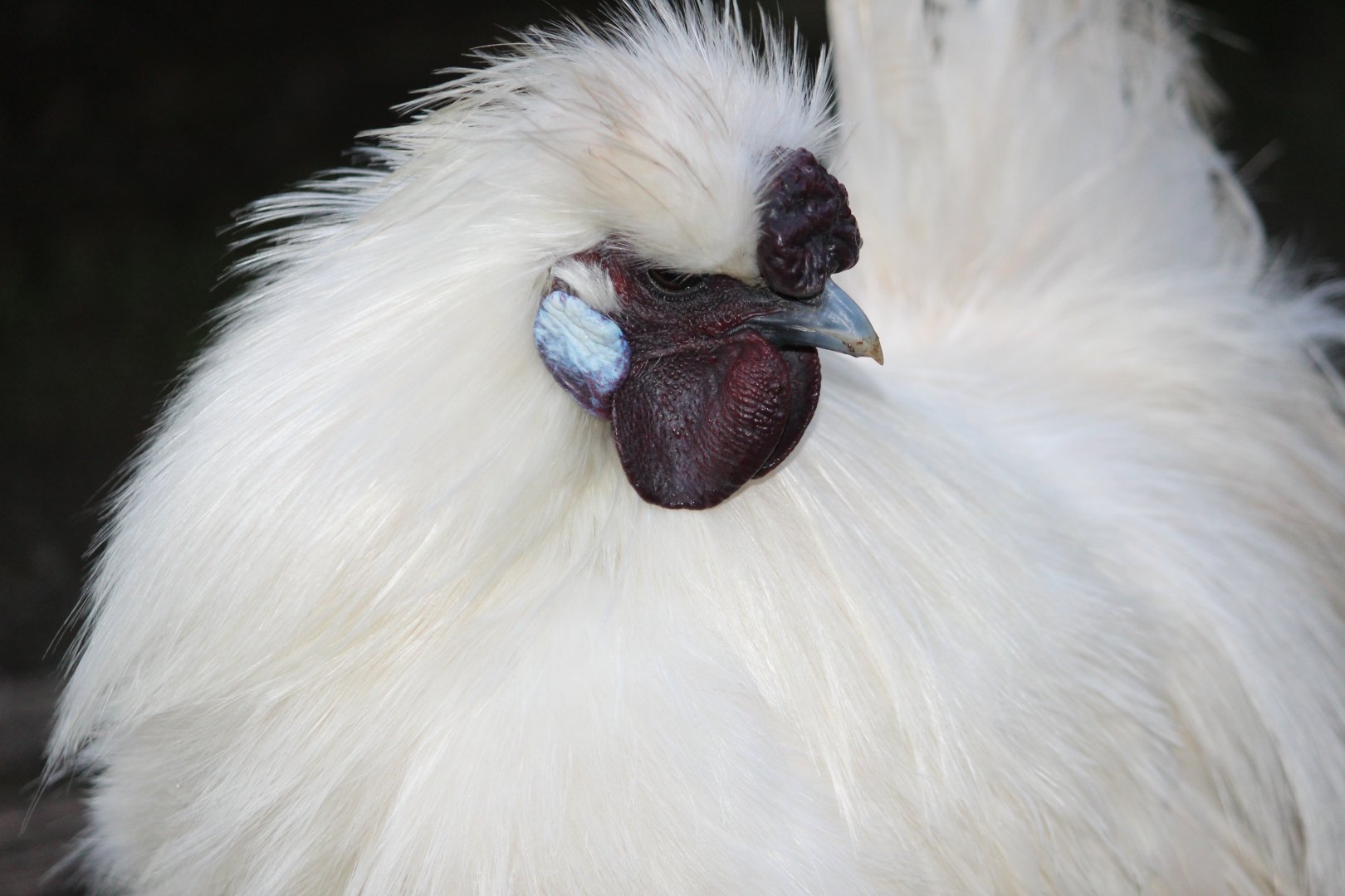 Silkie