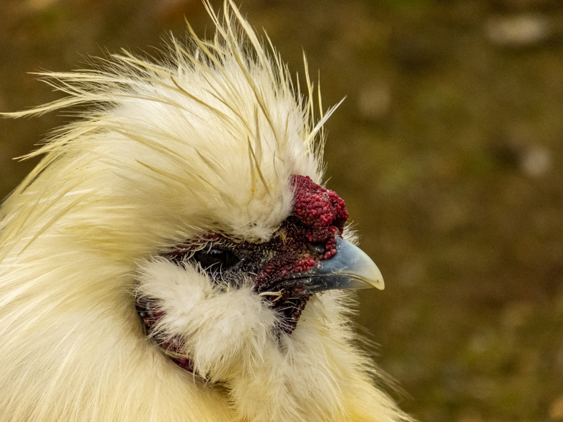Silkie