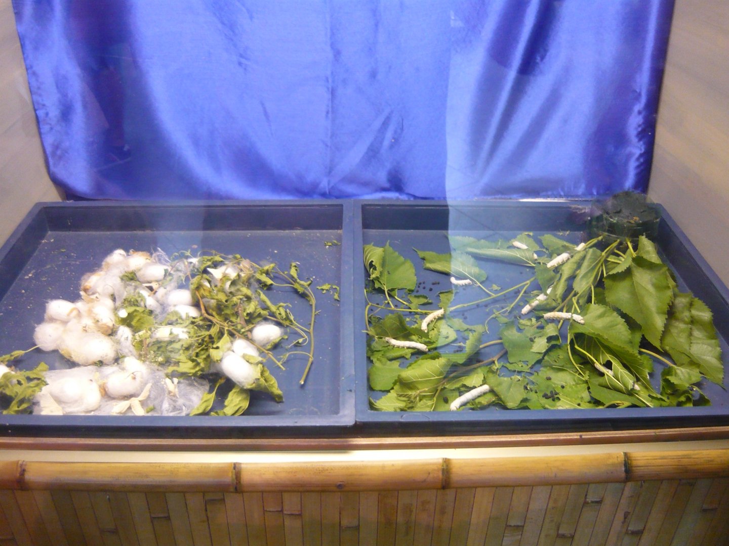 Silkworm exhibit