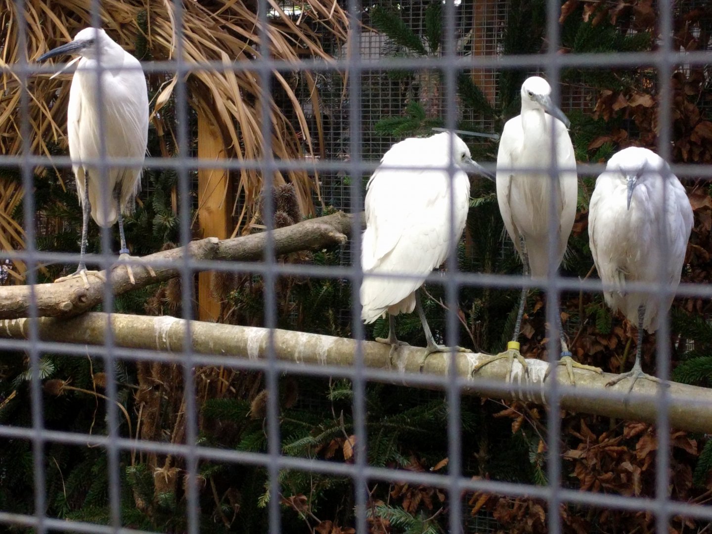 Silky and cattle Egrets