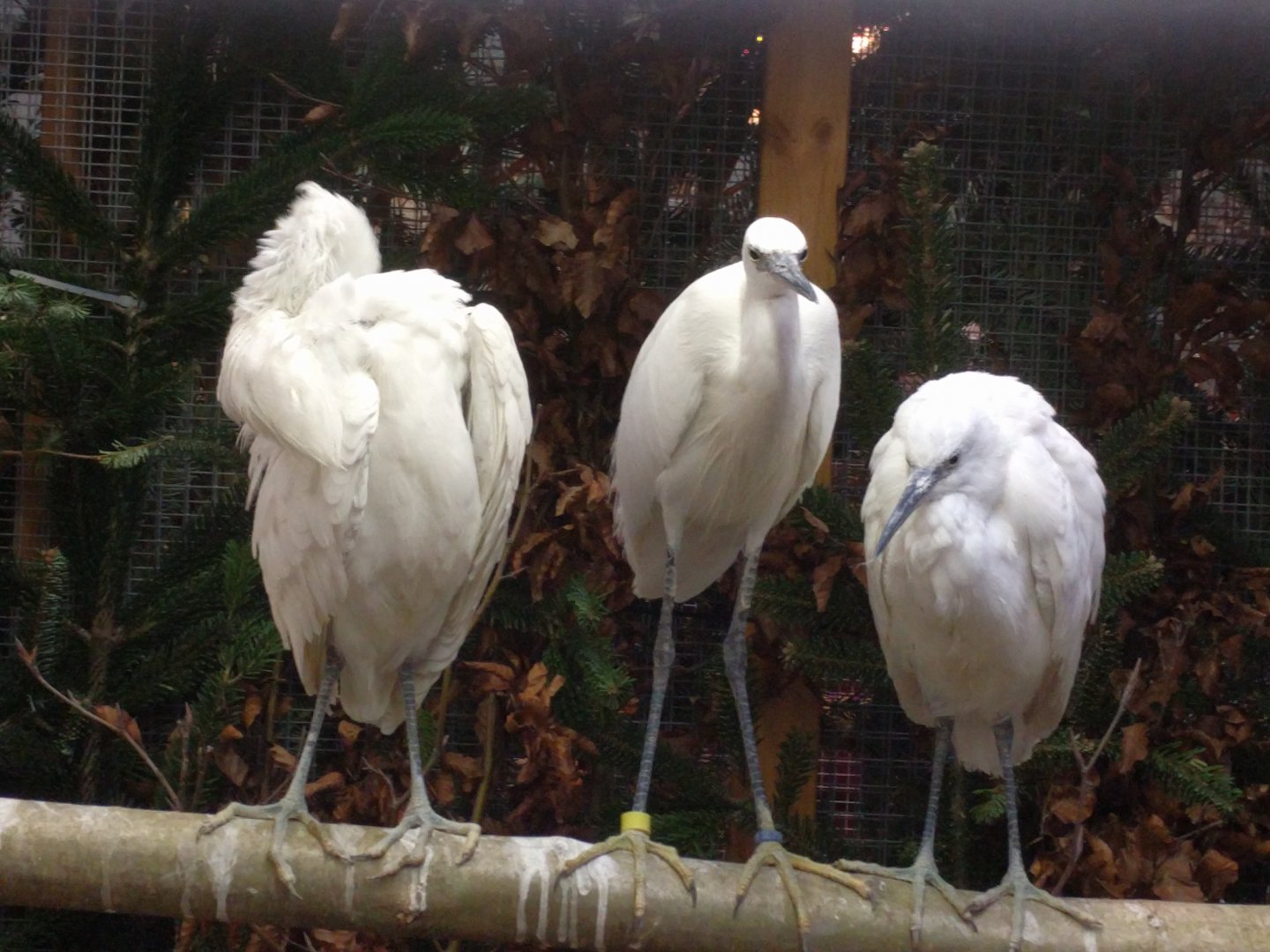 Silky and cattle Egrets