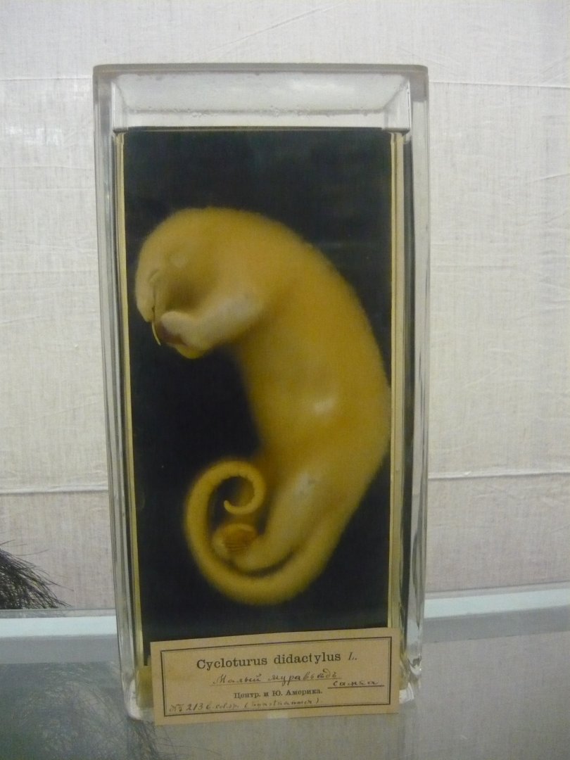 Silky anteater