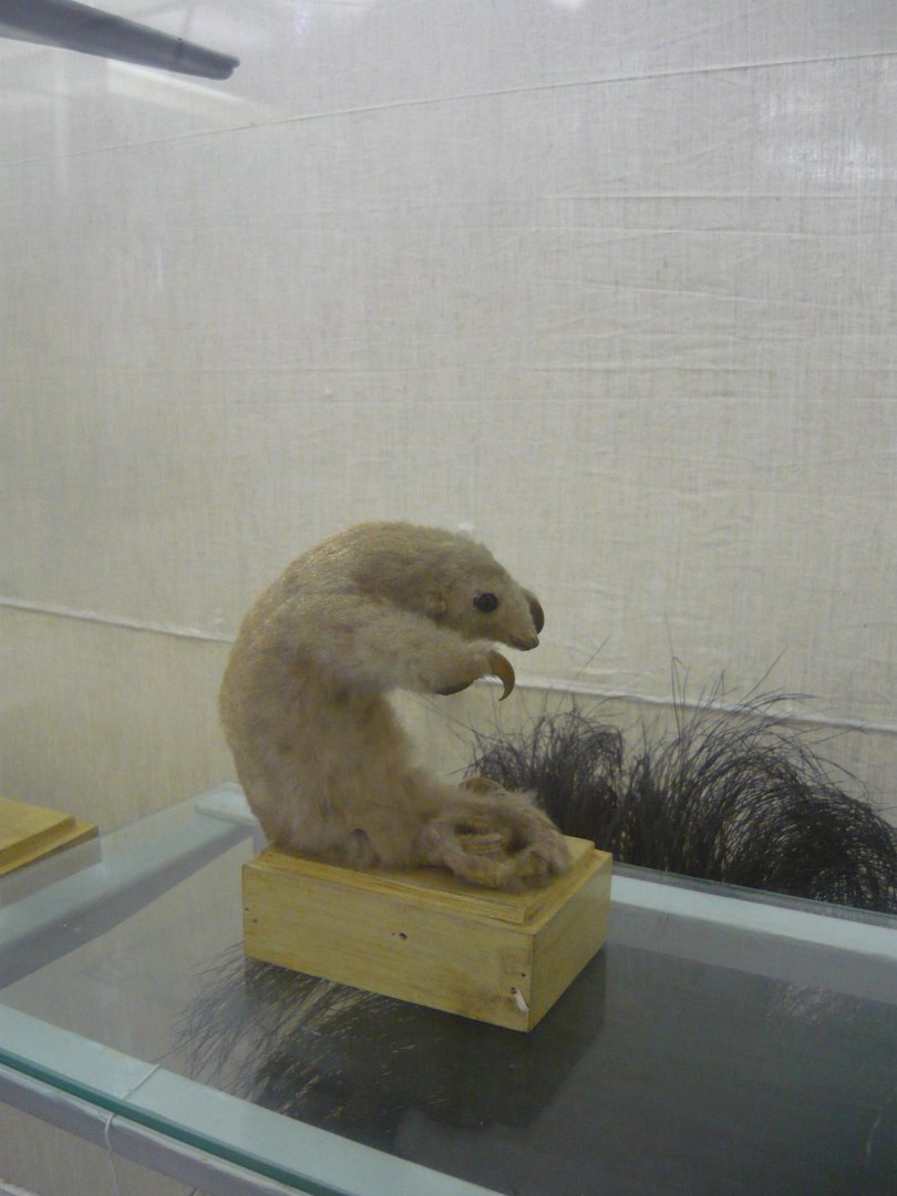 Silky anteater