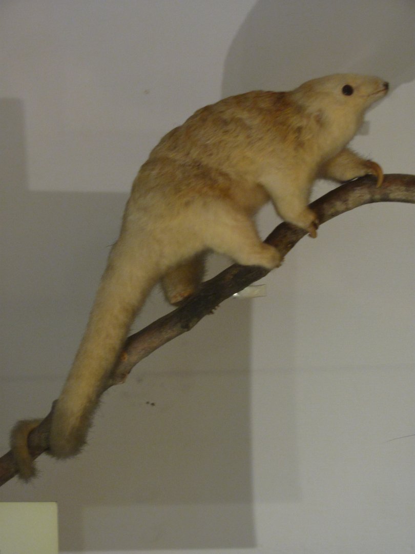 Silky Anteater?