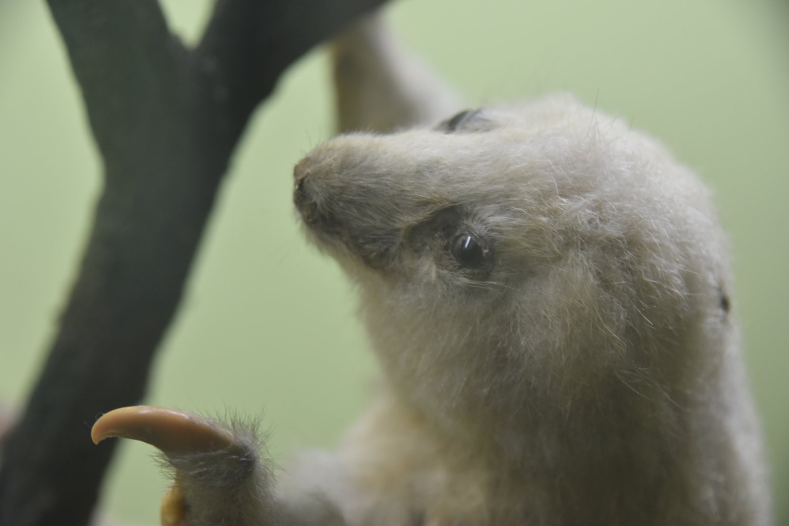 Silky anteater