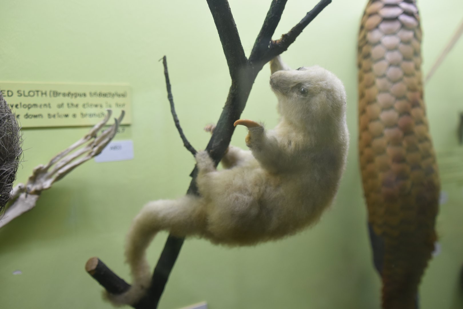 Silky anteater
