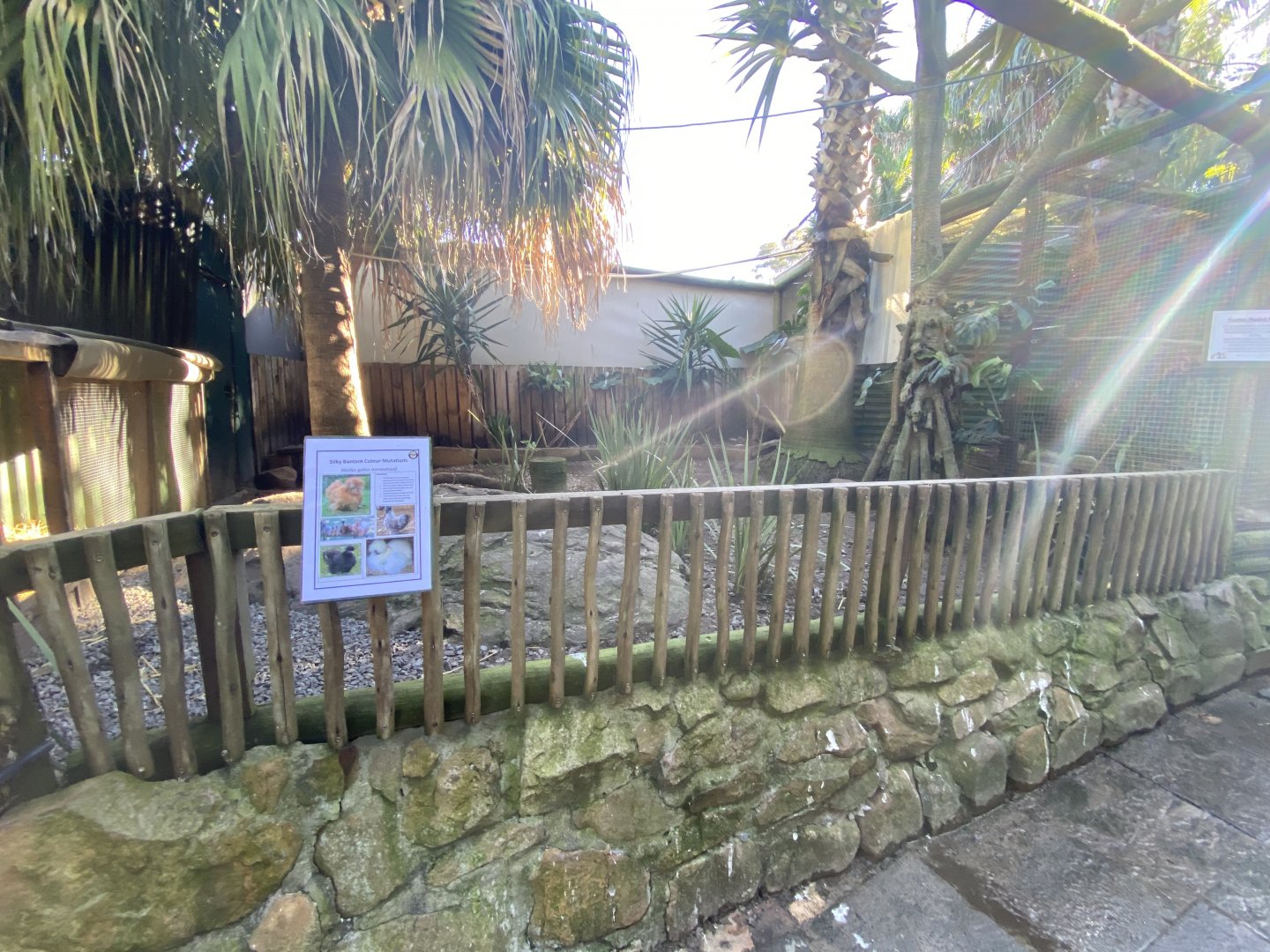 Silky bantam enclosure