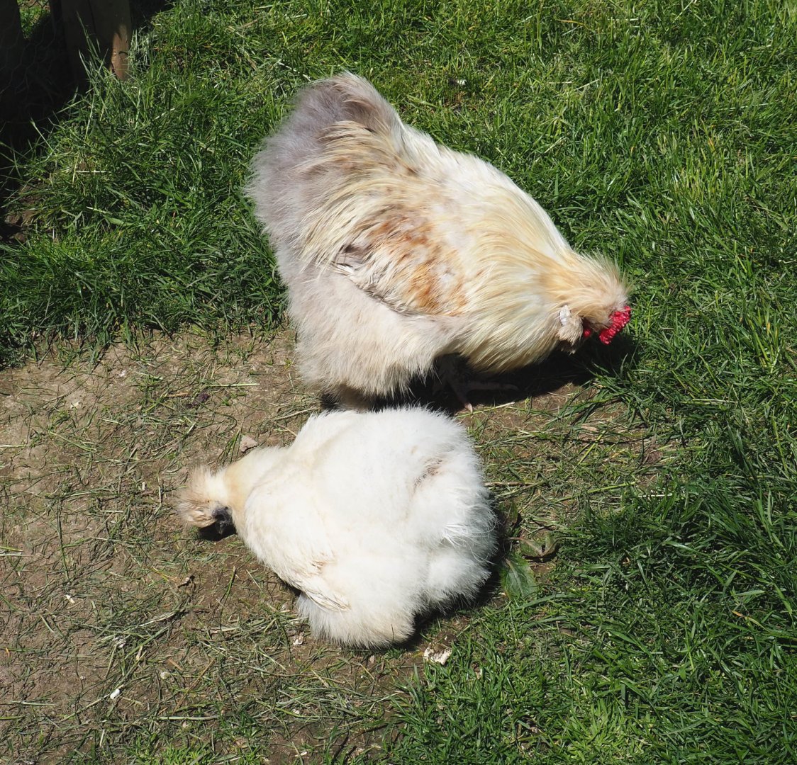 Silky chickens (Gallus gallus domesticus), 2021-05-29