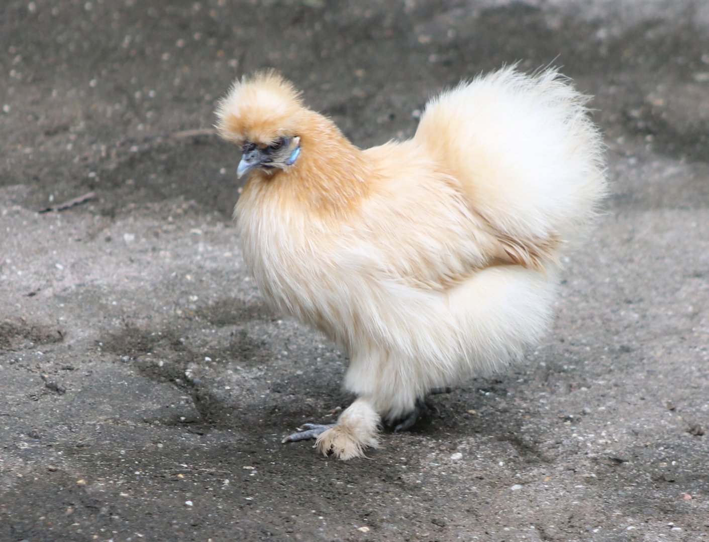 Silky in the Animal-show