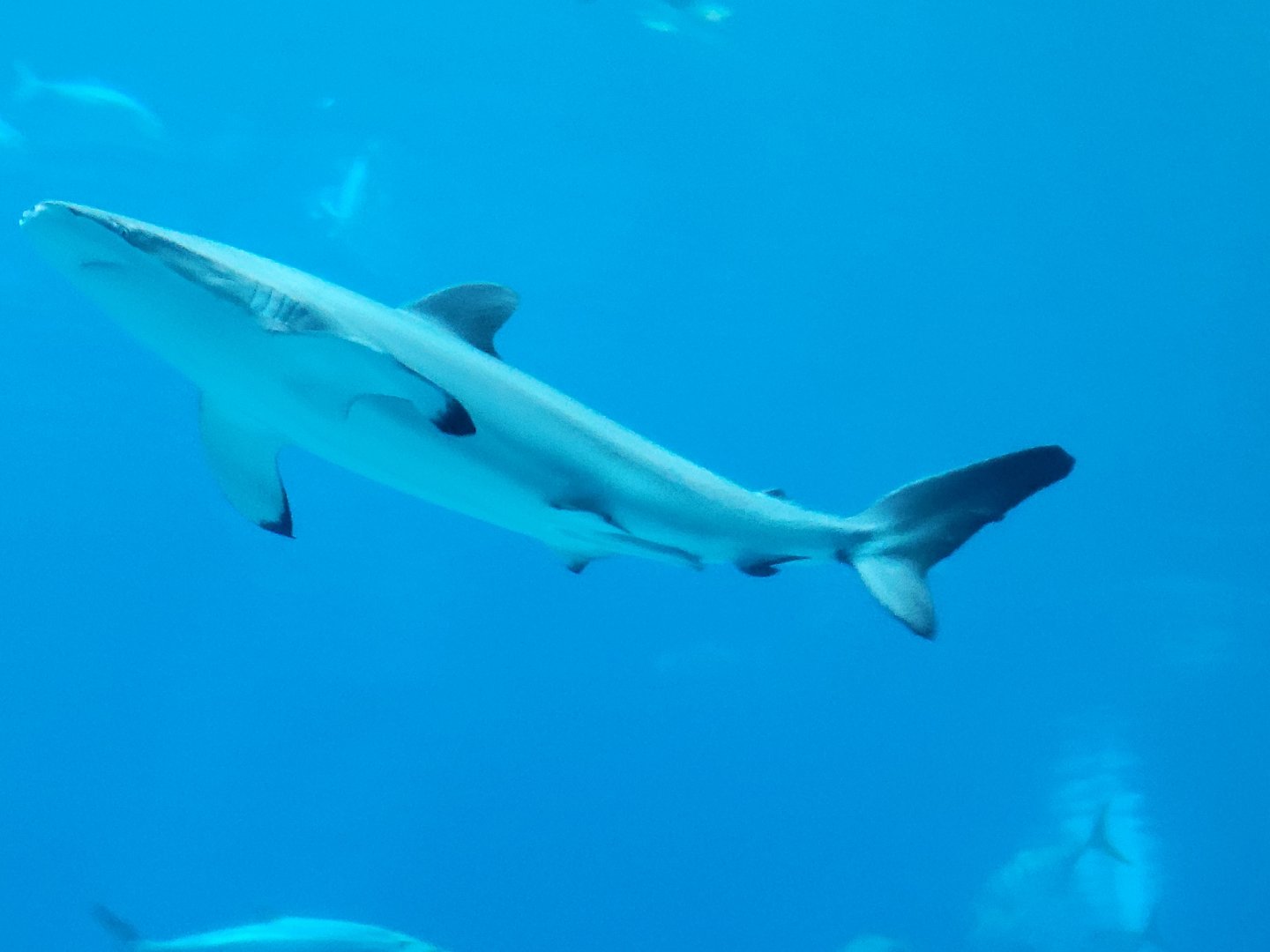 Silky Shark(Carcharhinus falciformis) - december 2023