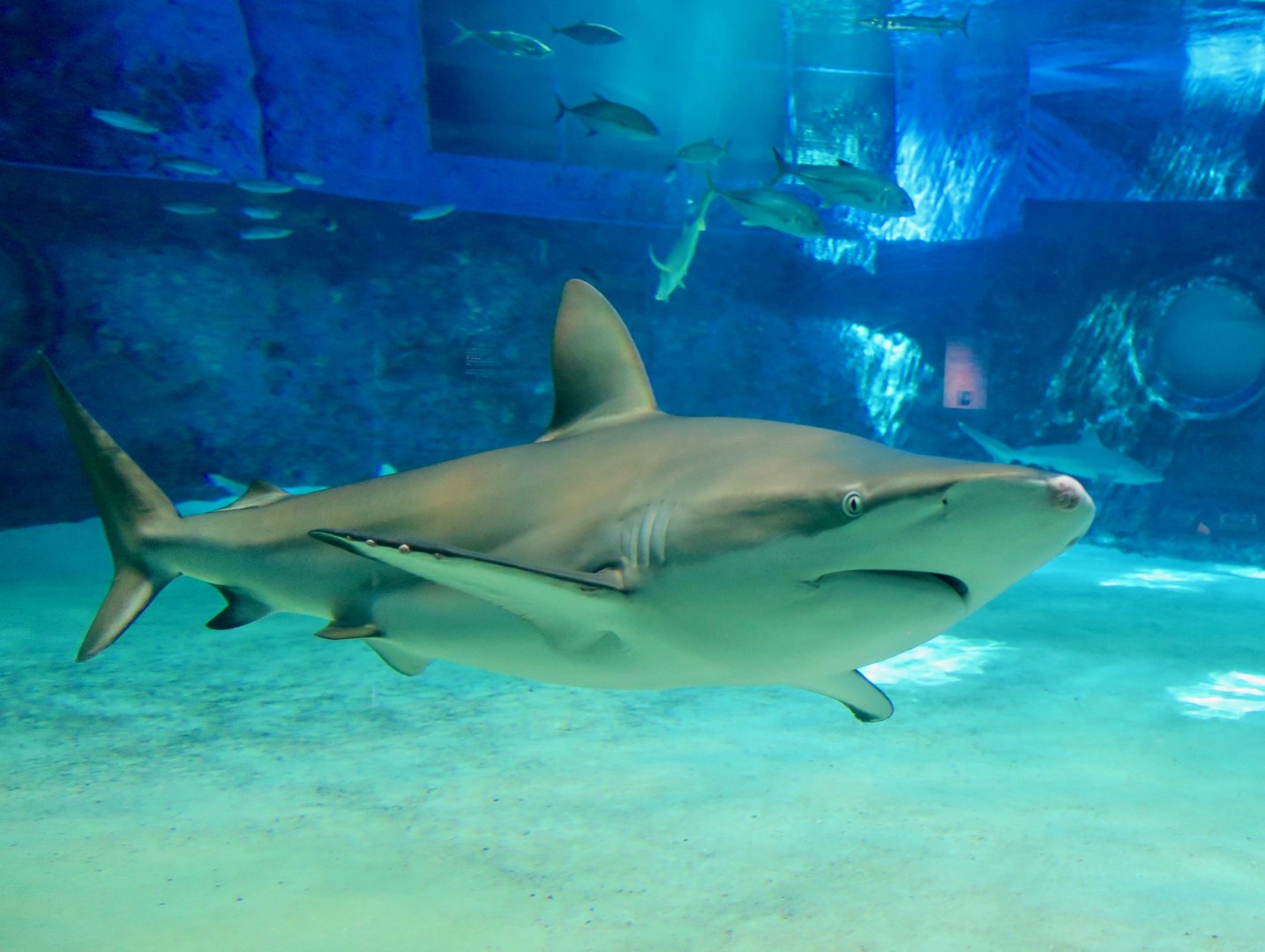 Silky Shark (Carcharhinus falciformis)