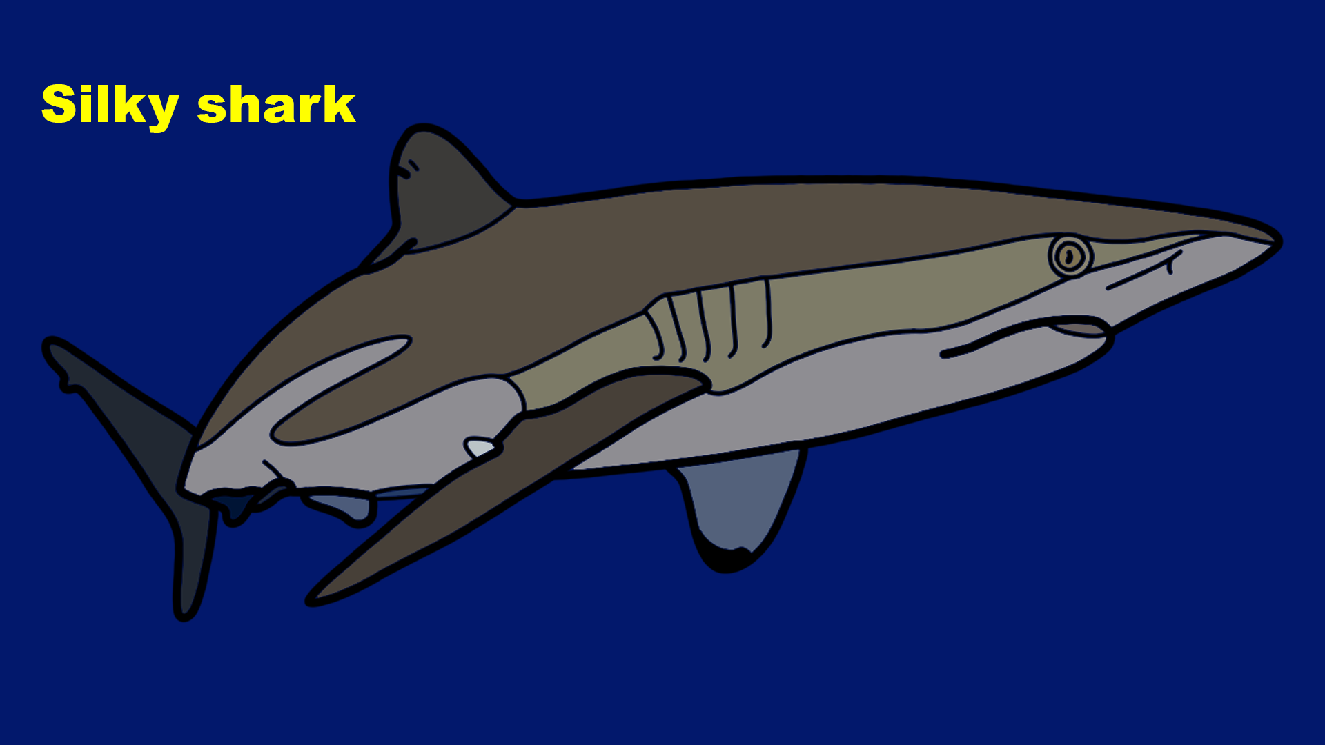 Silky shark (Carcharhinus falciformis)
