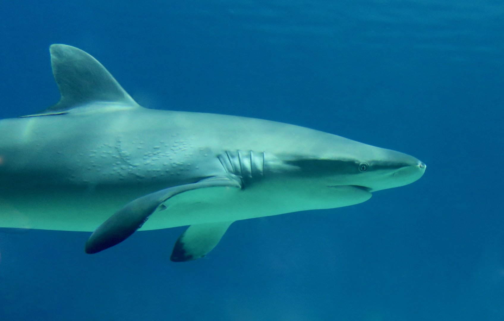Silky Shark (Carcharhinus falciformis)