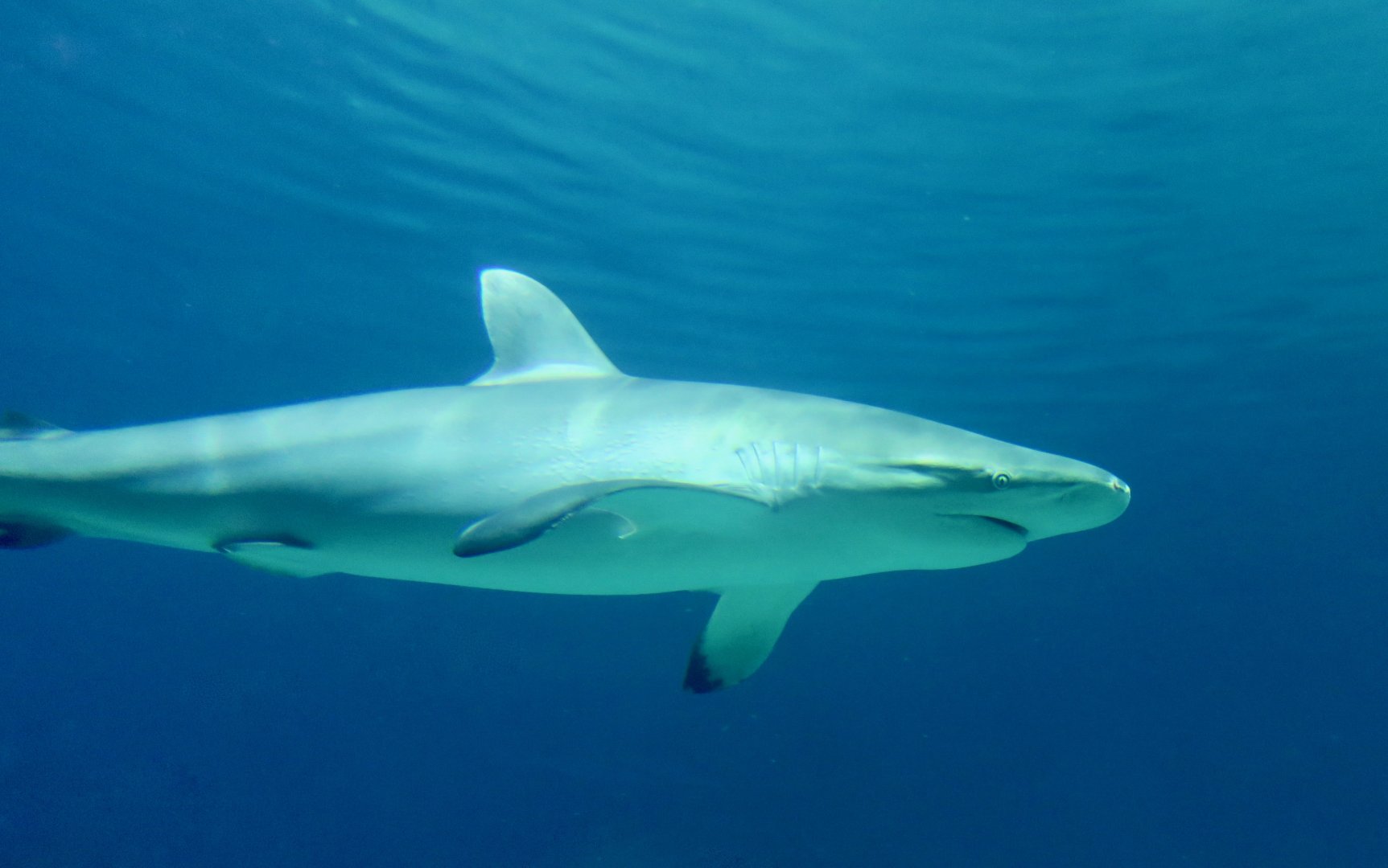 Silky Shark (Carcharhinus falciformis)