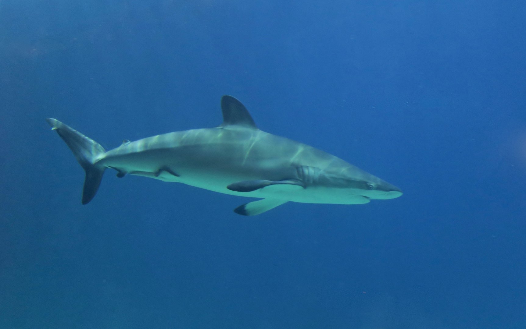 Silky Shark (Carcharhinus falciformis)