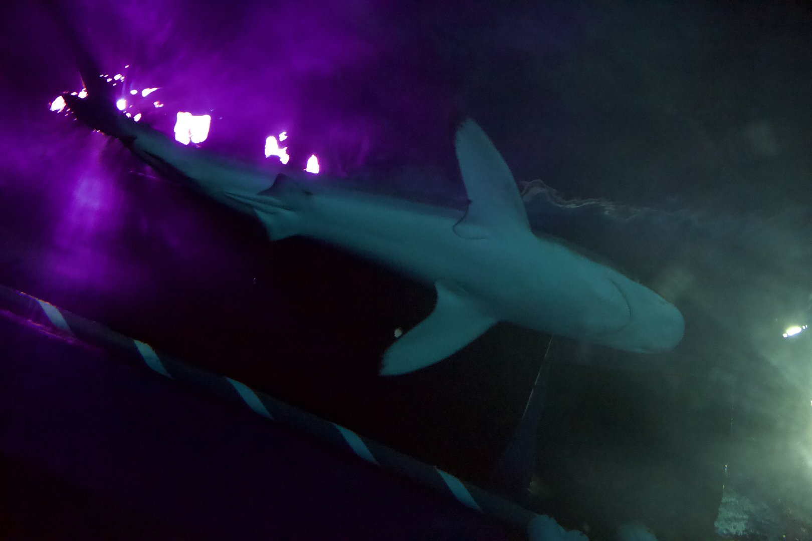 Silky Shark/ Carcharhinus falciformis