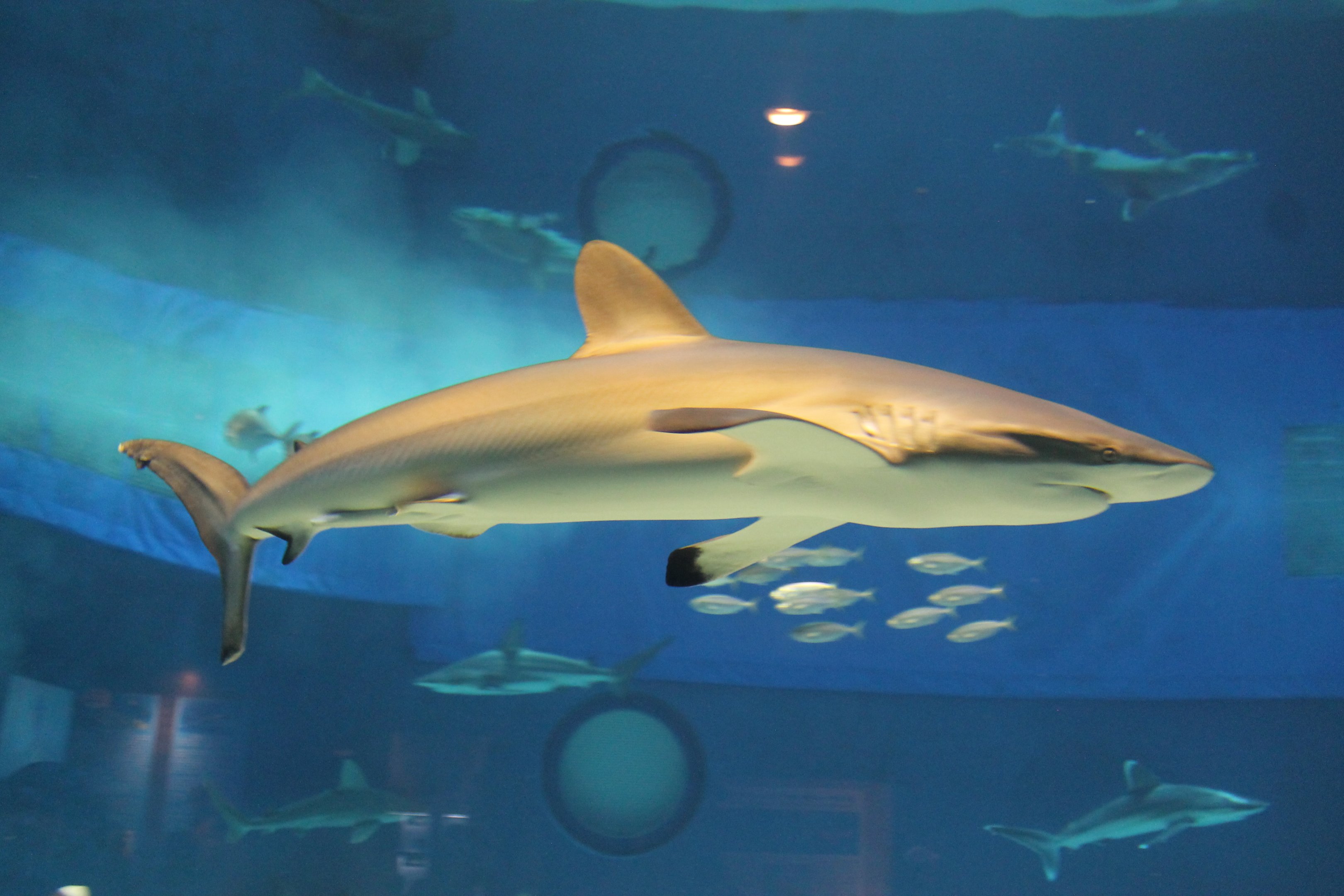 Silky Shark (Carcharhinus falciformis)