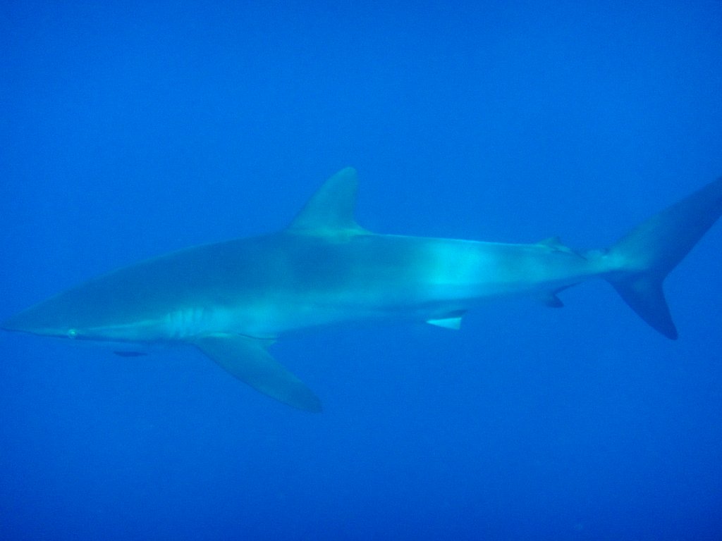 Silky Shark