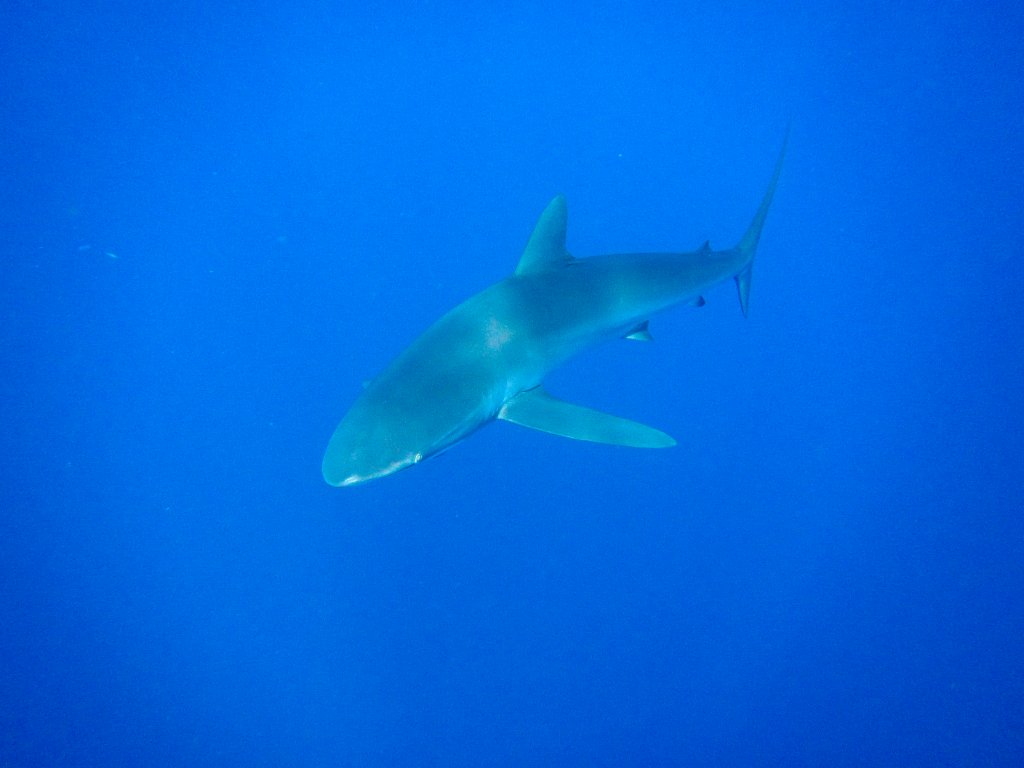 Silky Shark