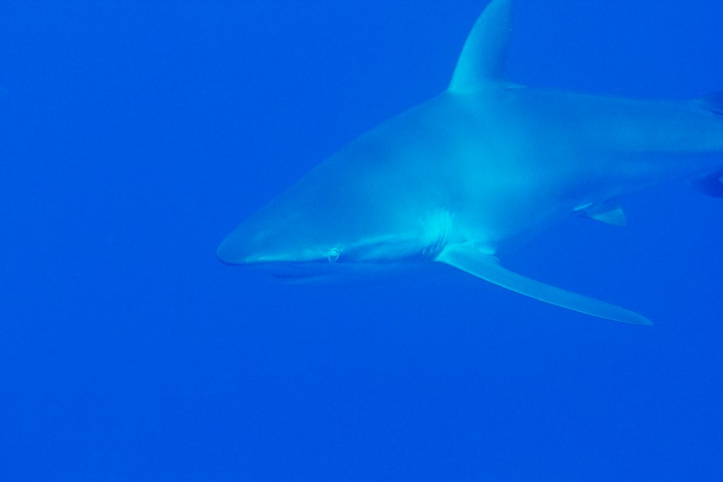 Silky Shark