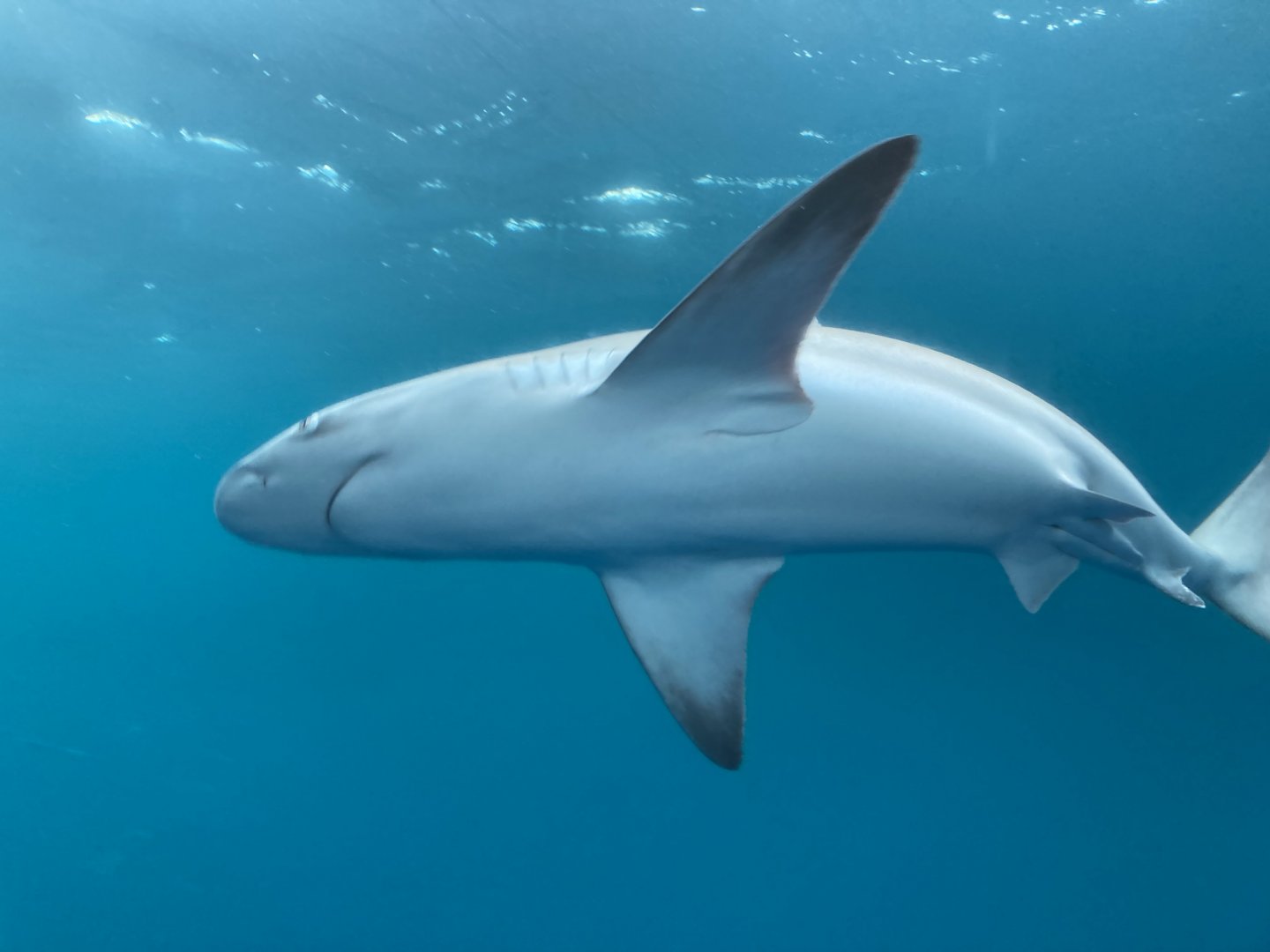 Silky Shark
