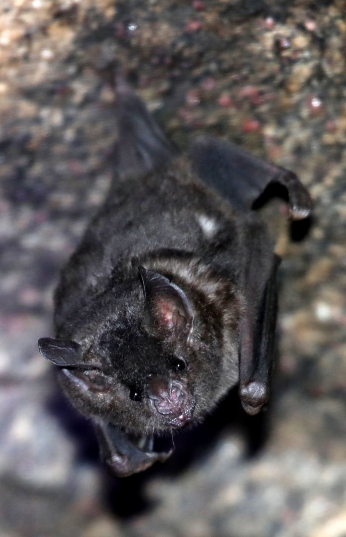 silky short-tailed bat (Carollia brevicauda)