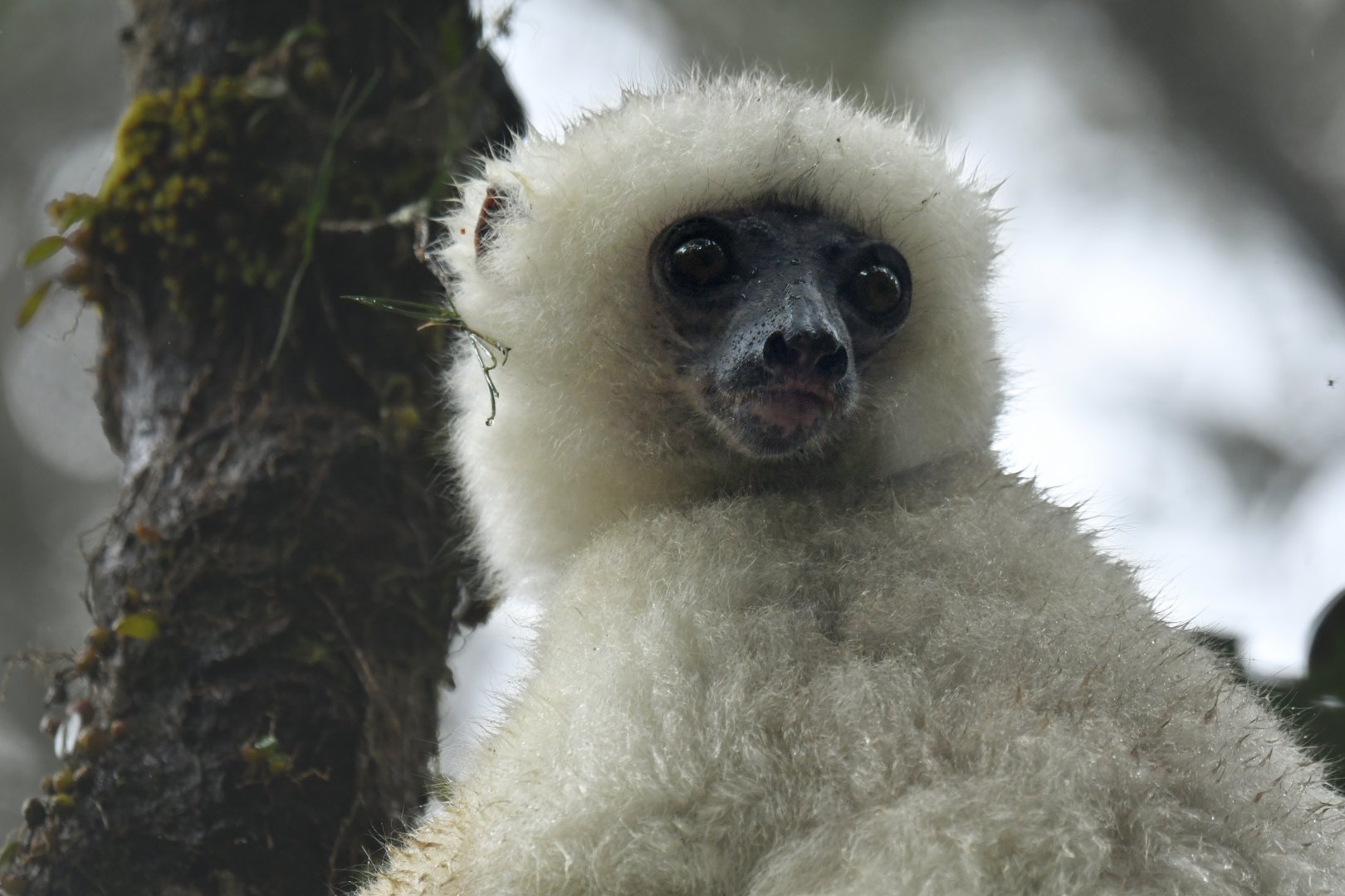 Silky sifaka (Propithecus candidus)