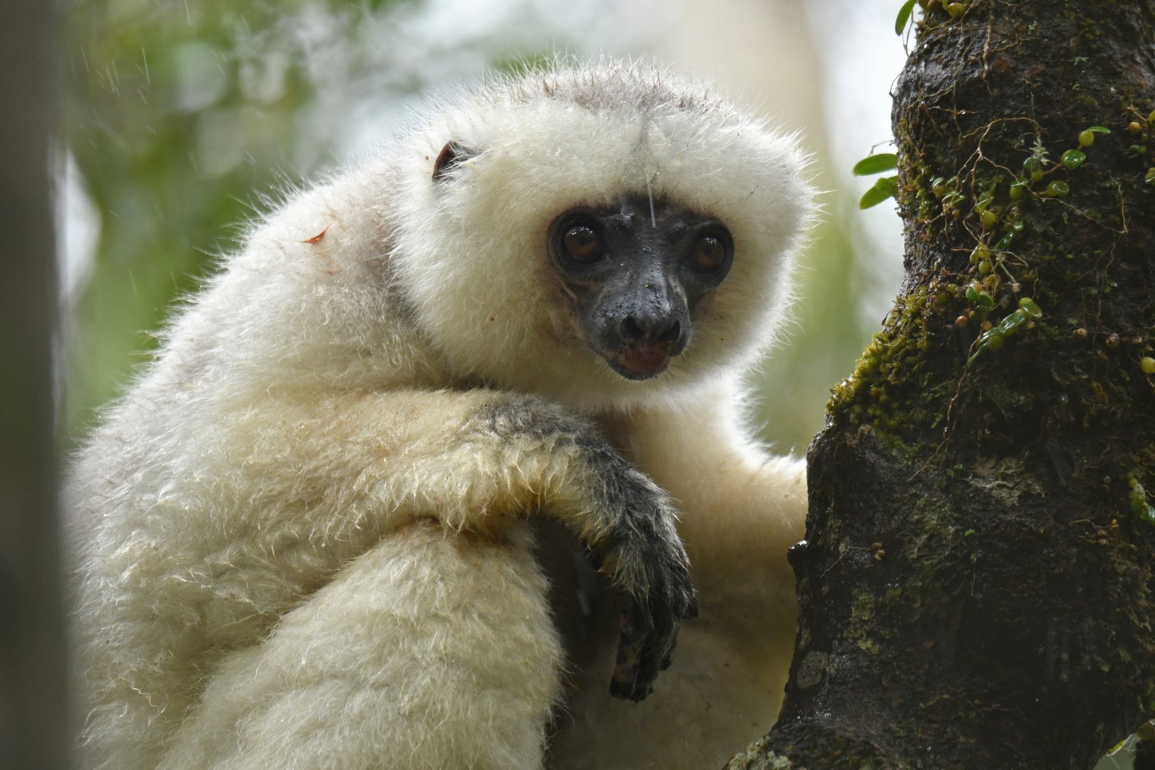 Silky sifaka (Propithecus candidus)