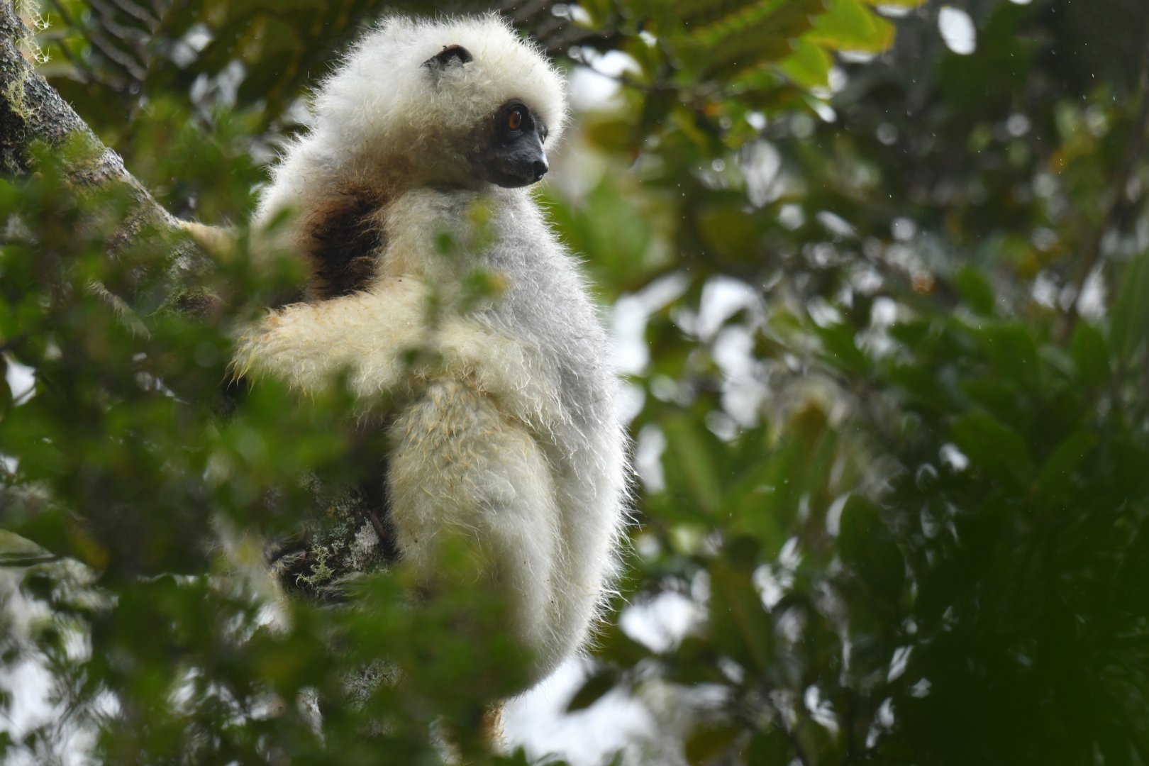 Silky sifaka (Propithecus candidus)