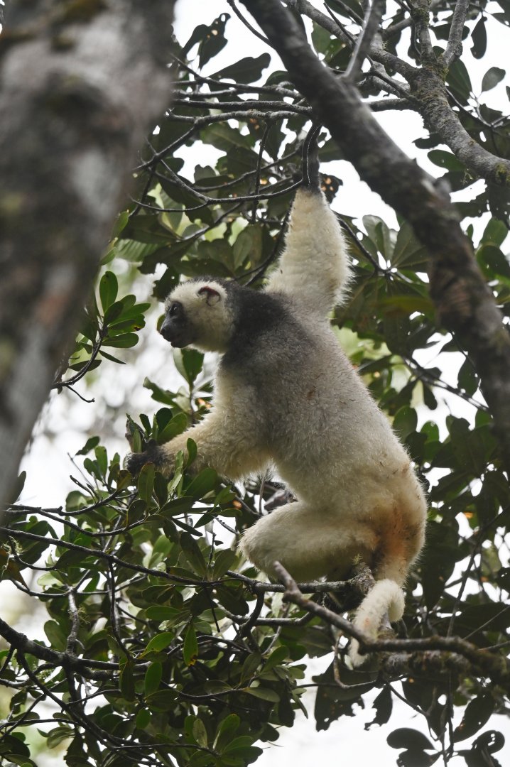 Silky sifaka (Propithecus candidus)